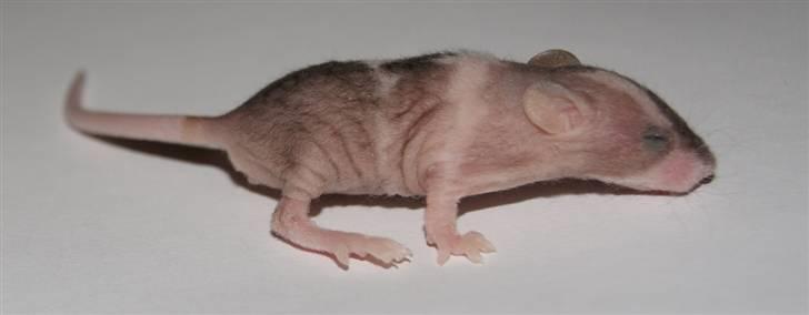 Mus Stald Picnic's Asti † DØD 26.2.2012 † billede 5