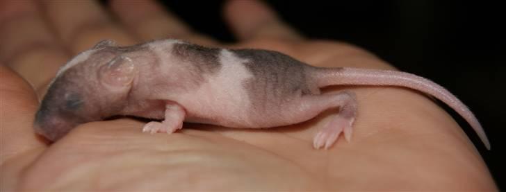 Mus Stald Picnic's Asti † DØD 26.2.2012 † billede 6