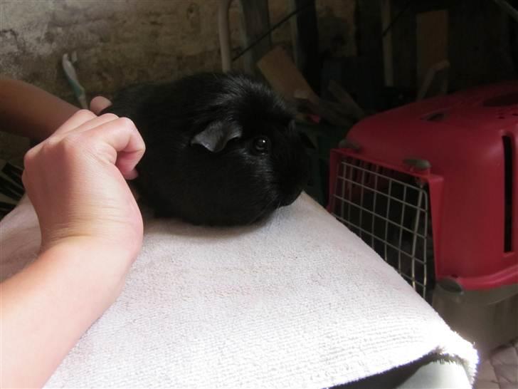 Marsvin ¨˜°º•¤ Stald Kiwis Speedy .R.I.P ¤•º°˜¨  - Klipper negle. billede 8