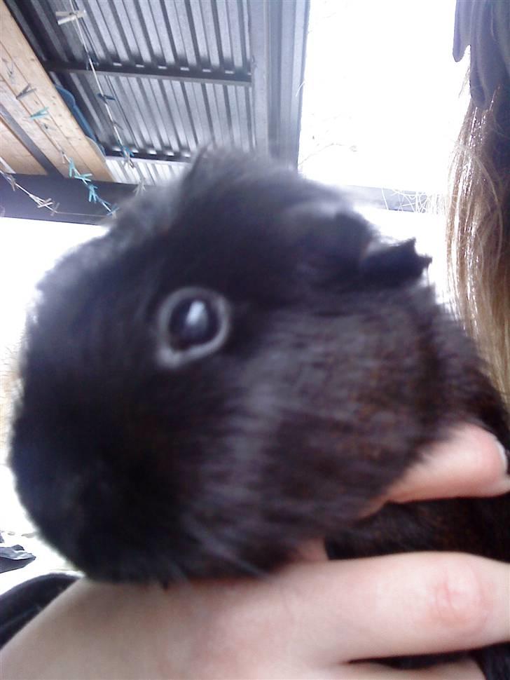 Marsvin ¨˜°º•¤ Stald Kiwis Speedy .R.I.P ¤•º°˜¨  - Speedy og mig. billede 9