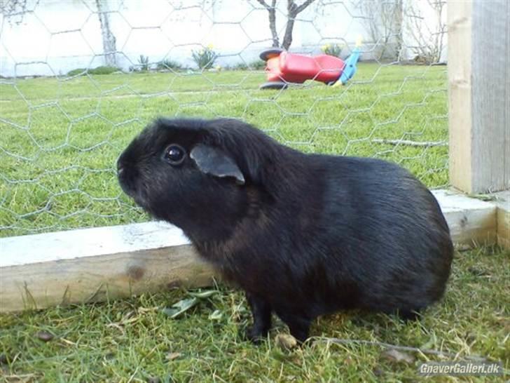 Marsvin ¨˜°º•¤ Stald Kiwis Speedy .R.I.P ¤•º°˜¨  - <333. billede 10