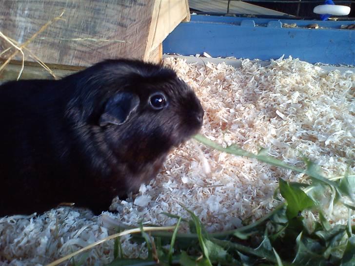 Marsvin ¨˜°º•¤ Stald Kiwis Speedy .R.I.P ¤•º°˜¨  - Speedy spiser mælkebøtter nam nam billede 11