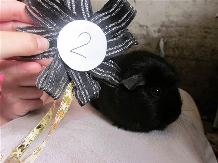 Marsvin ¨˜°º•¤ Stald Kiwis Speedy .R.I.P ¤•º°˜¨  - Speedy med sin præmie igen billede 12