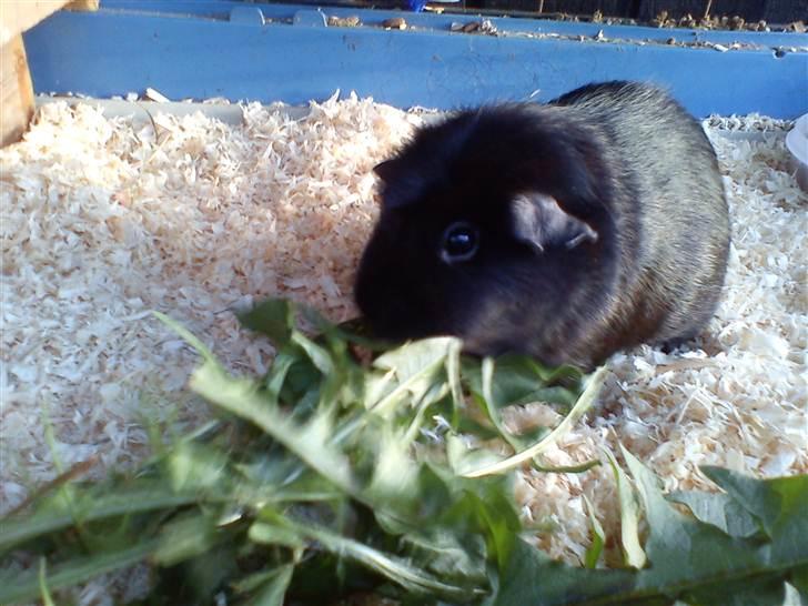 Marsvin ¨˜°º•¤ Stald Kiwis Speedy .R.I.P ¤•º°˜¨  - Speedy elsker bare mælkebøtter billede 14