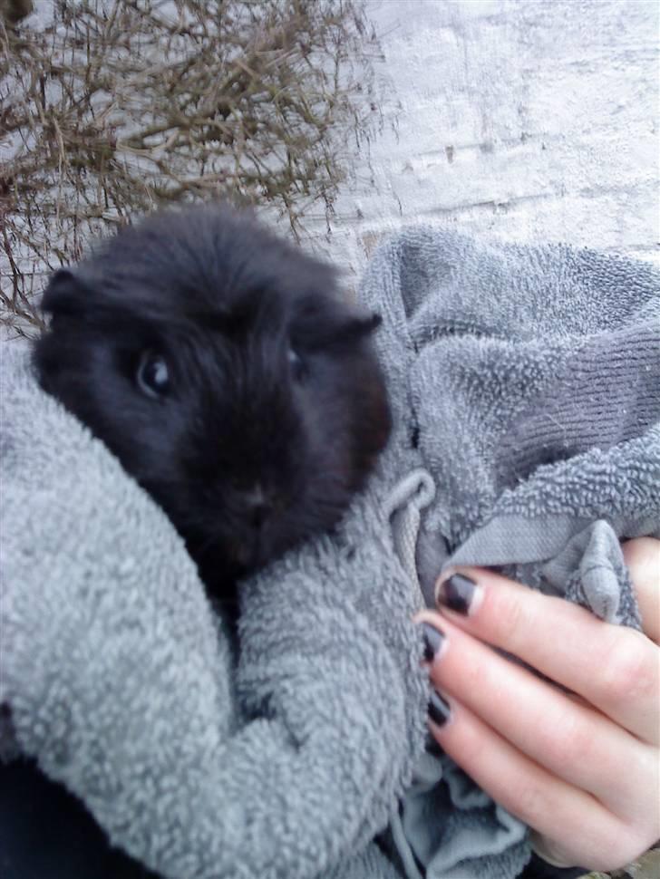 Marsvin ¨˜°º•¤ Stald Kiwis Speedy .R.I.P ¤•º°˜¨  - Speedy med et håndklæde rundt om sig<3. billede 15