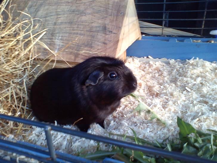 Marsvin ¨˜°º•¤ Stald Kiwis Speedy .R.I.P ¤•º°˜¨  - søde Speedy billede 16