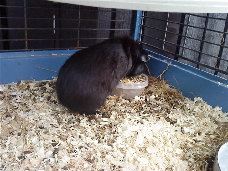 Marsvin ¨˜°º•¤ Stald Kiwis Speedy .R.I.P ¤•º°˜¨  - Speedy der spiser. billede 17