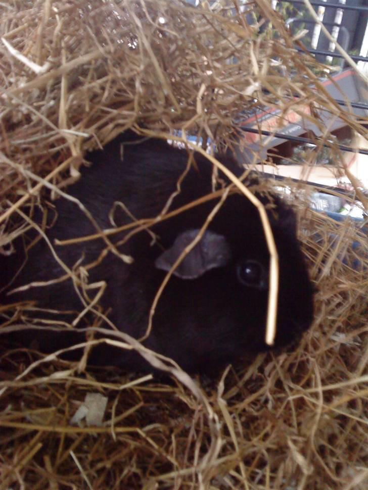 Marsvin ¨˜°º•¤ Stald Kiwis Speedy .R.I.P ¤•º°˜¨  - Speedy i høet. billede 18