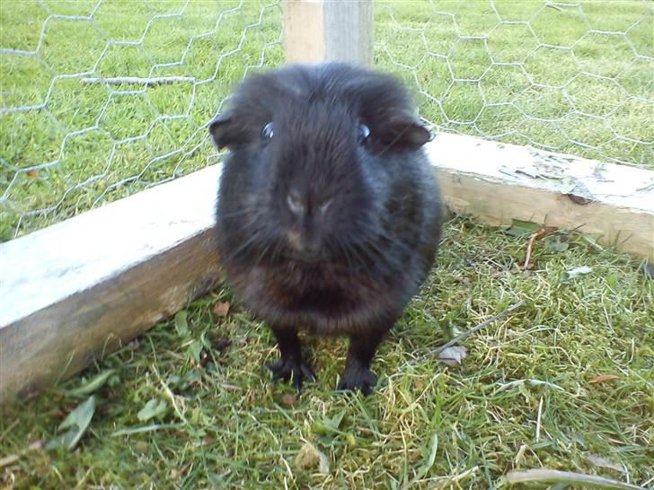 Marsvin ¨˜°º•¤ Stald Kiwis Speedy .R.I.P ¤•º°˜¨  - Se min søde næse billede 19