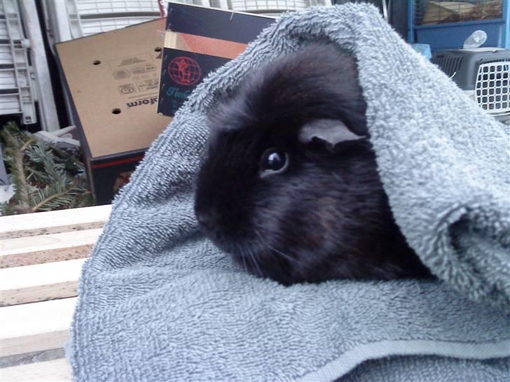 Marsvin ¨˜°º•¤ Stald Kiwis Speedy .R.I.P ¤•º°˜¨  - godnat og tak fordi i så med. billede 20