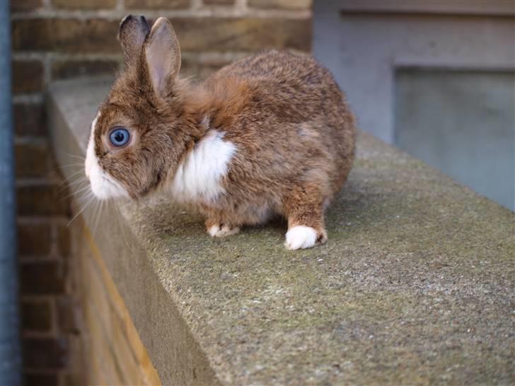 Kanin angelina  - velkommen til min profil du for ikke lov at gå uden en kommentar alle bedømmelser bliver gengældt billede 1