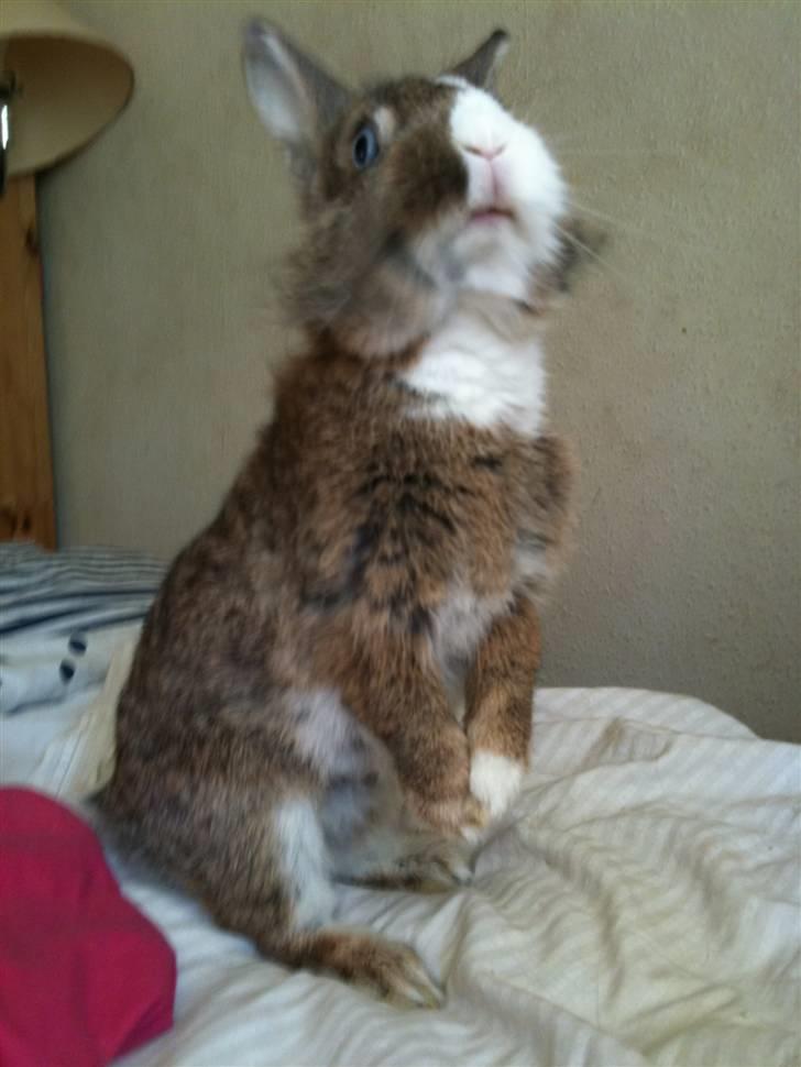 Kanin angelina  - alle billederne har jeg taget billede 2