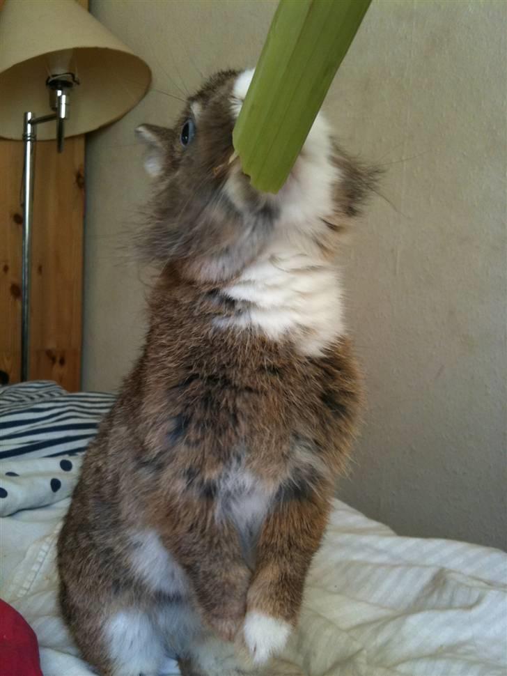 Kanin angelina  billede 3