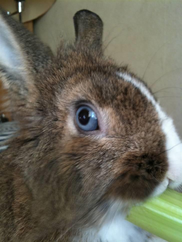 Kanin angelina  billede 4