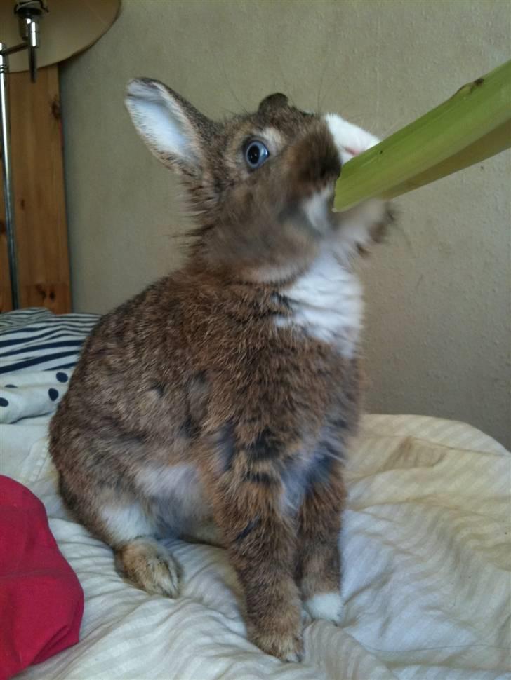 Kanin angelina  billede 5
