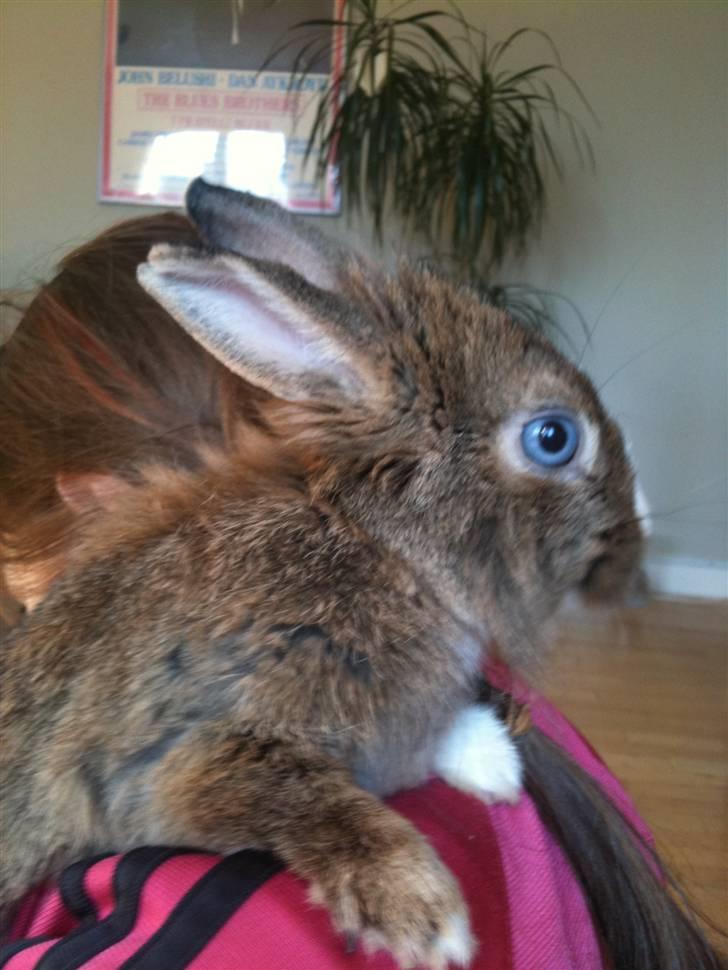 Kanin angelina  billede 6