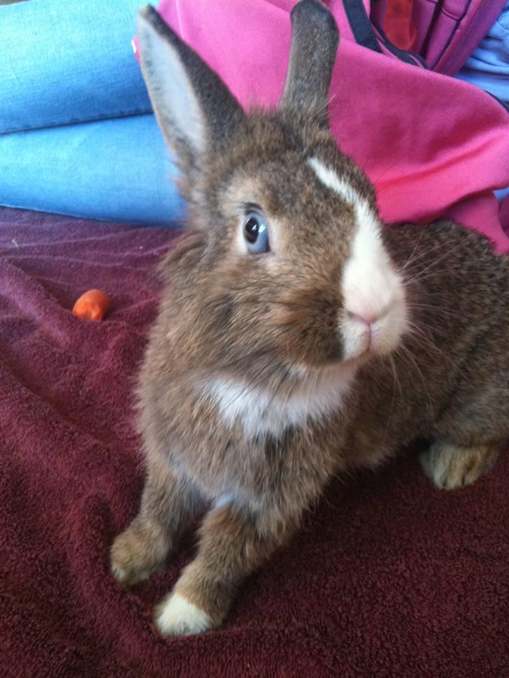 Kanin angelina  billede 7
