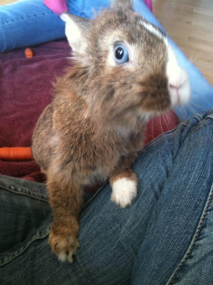 Kanin angelina  billede 8