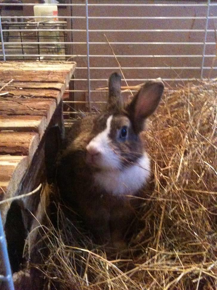 Kanin angelina  billede 9