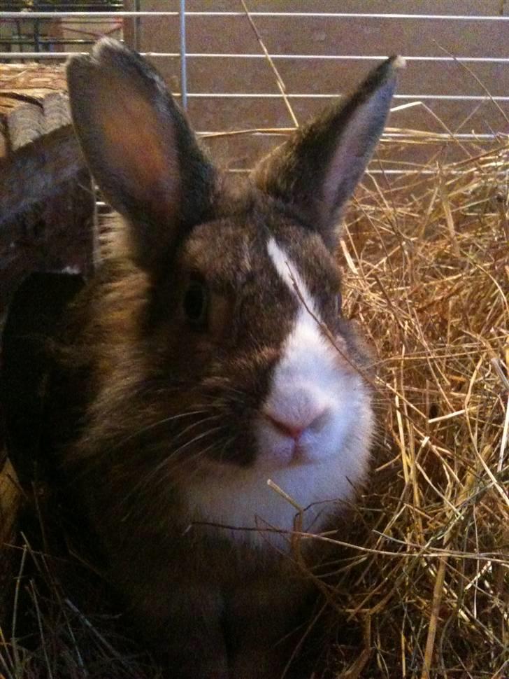 Kanin angelina  billede 10