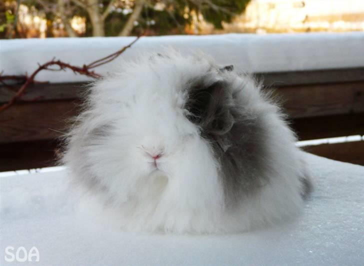 Kanin »•Bounty•« R.I.P SAVN billede 10