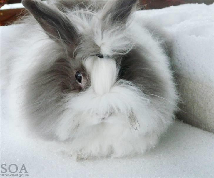 Kanin »•Bounty•« R.I.P SAVN billede 11