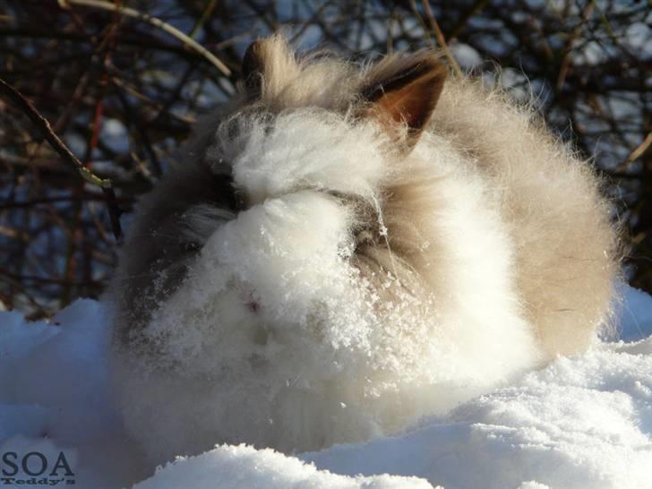 Kanin »•Bounty•« R.I.P SAVN billede 12