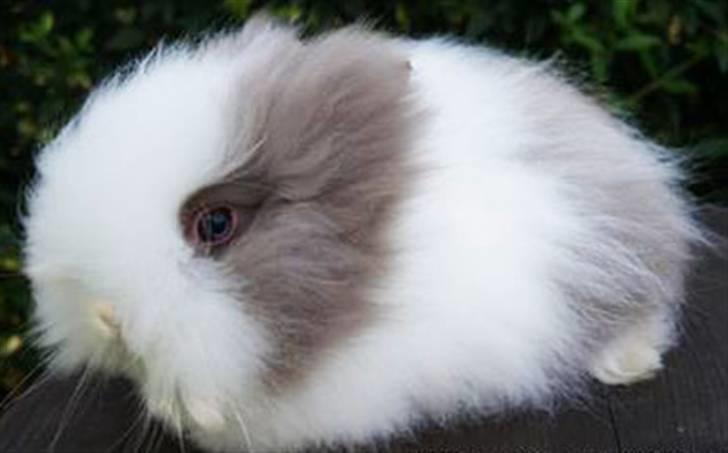 Kanin »•Bounty•« R.I.P SAVN billede 13