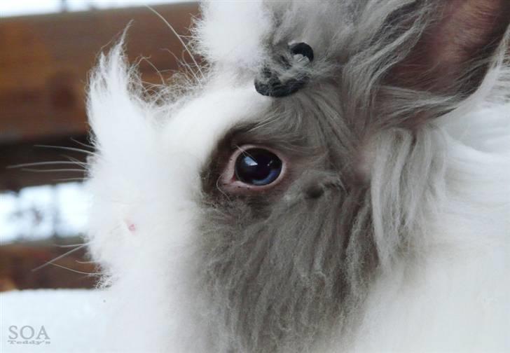 Kanin »•Bounty•« R.I.P SAVN billede 14