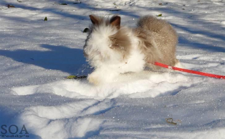 Kanin »•Bounty•« R.I.P SAVN billede 15