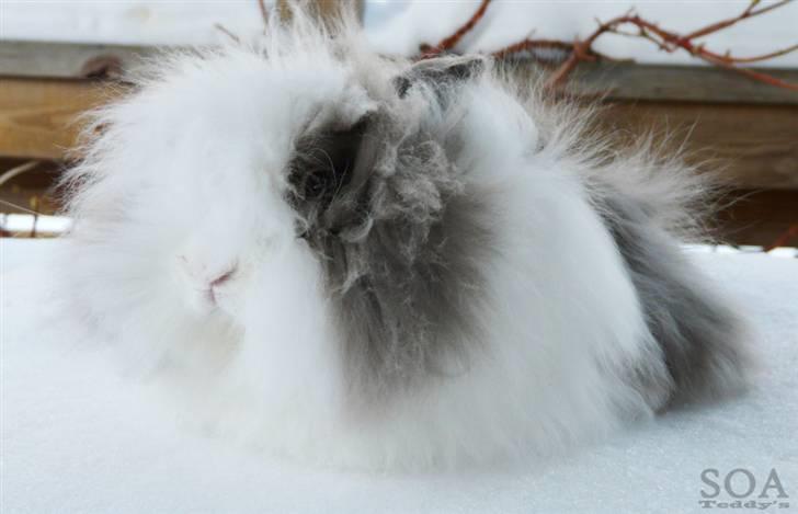 Kanin »•Bounty•« R.I.P SAVN billede 16