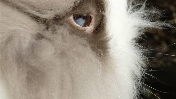 Kanin »•Bounty•« R.I.P SAVN billede 17