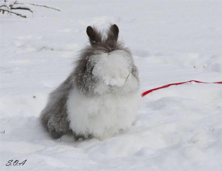 Kanin »•Bounty•« R.I.P SAVN billede 18