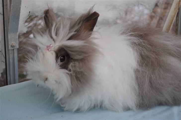 Kanin »•Bounty•« R.I.P SAVN billede 19