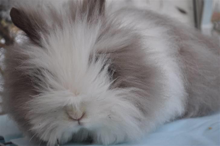 Kanin »•Bounty•« R.I.P SAVN billede 20