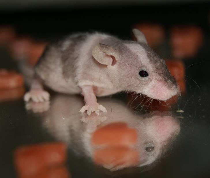 Mus Stald Picnic's Asti † DØD 26.2.2012 † billede 7