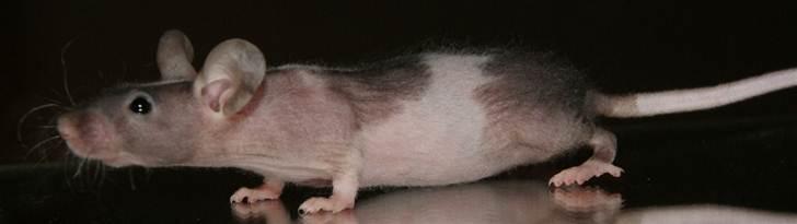 Mus Stald Picnic's Asti † DØD 26.2.2012 † billede 8