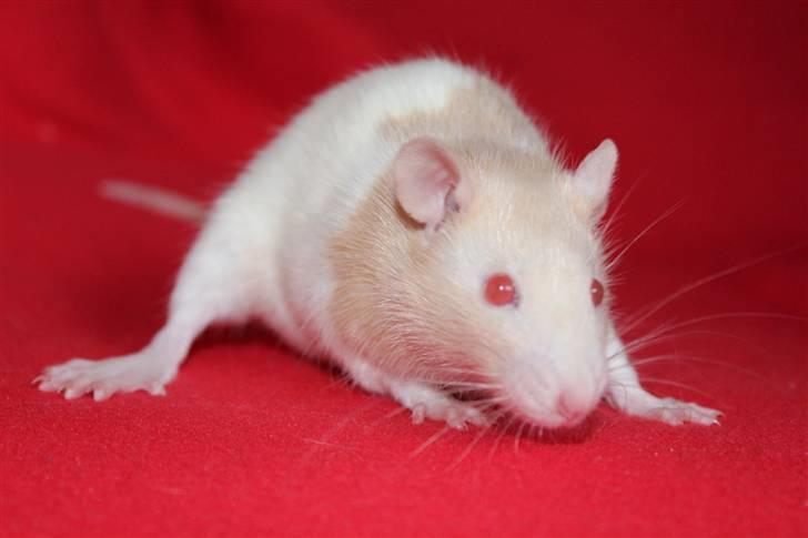 Tamrotte Artesia's Rikku billede 8