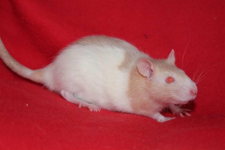 Tamrotte Artesia's Rikku billede 9