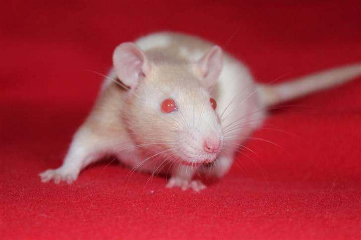 Tamrotte Artesia's Rikku billede 10