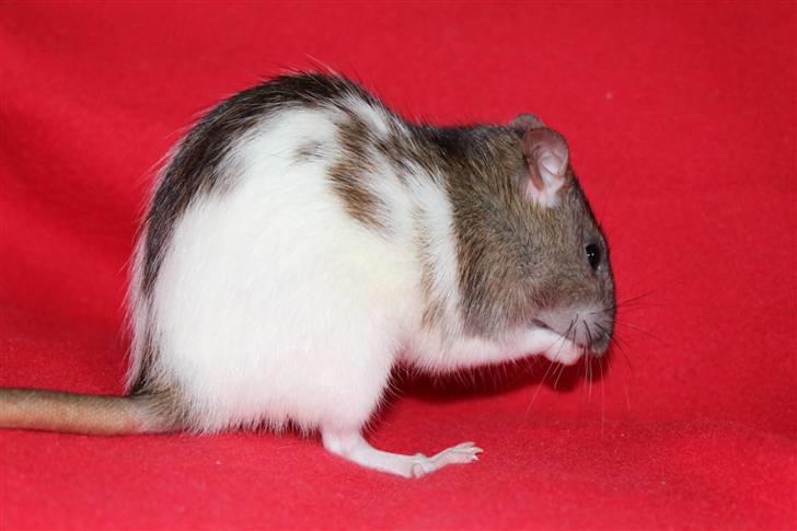 Tamrotte Petit billede 14