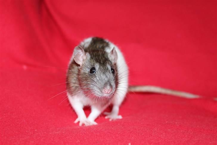 Tamrotte Petit billede 15