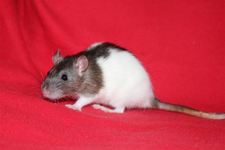 Tamrotte Petit billede 16