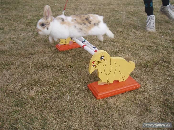 Kanin Bobby - *NYT* - Mesterfotograf: Nanna Friis!:D billede 17