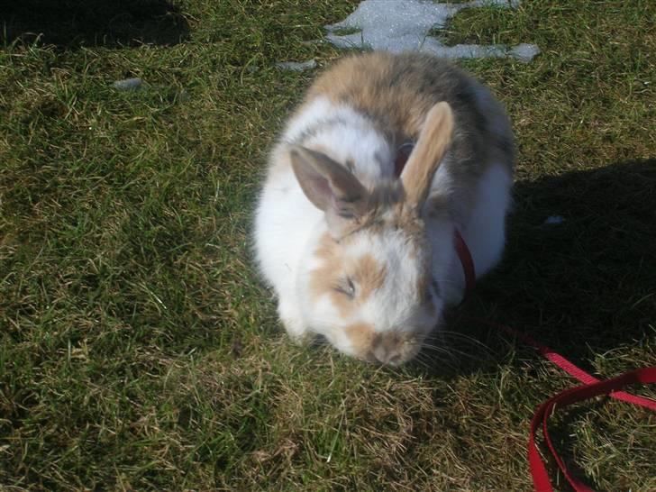 Kanin Bobby - *NYT* billede 18