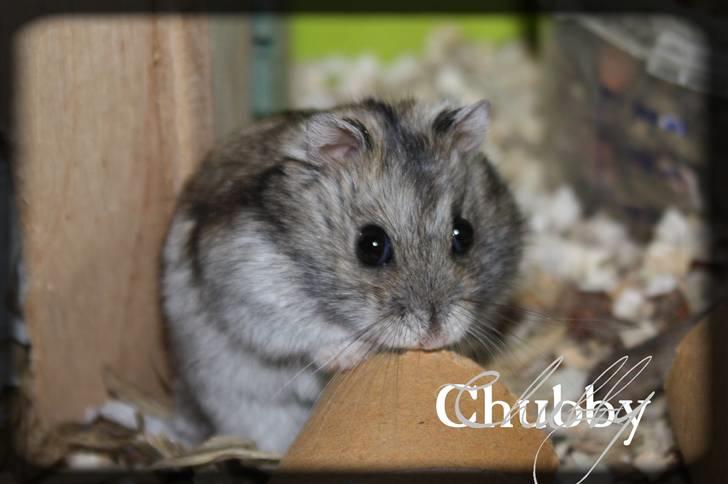 Dværghamster Chubby billede 1