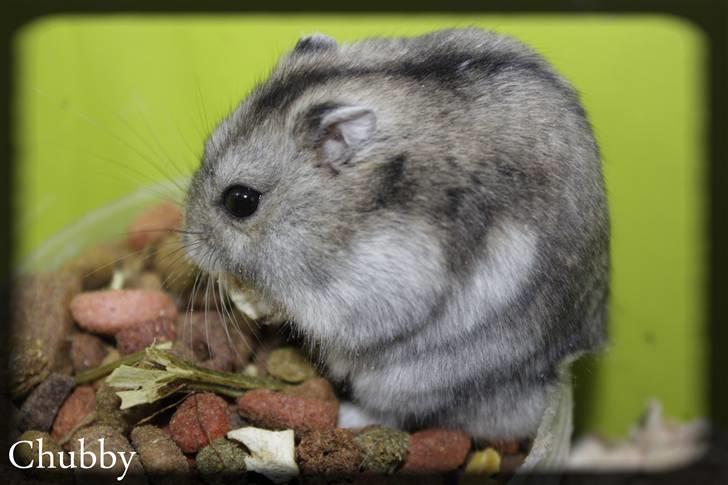Dværghamster Chubby billede 2
