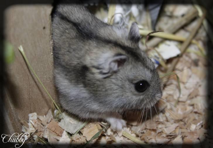 Dværghamster Chubby billede 3
