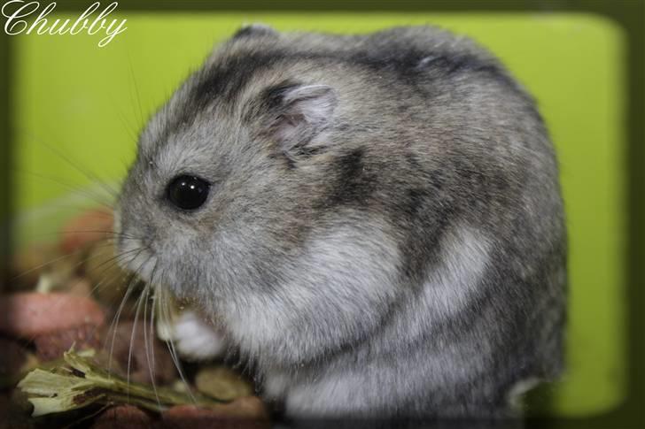 Dværghamster Chubby billede 4