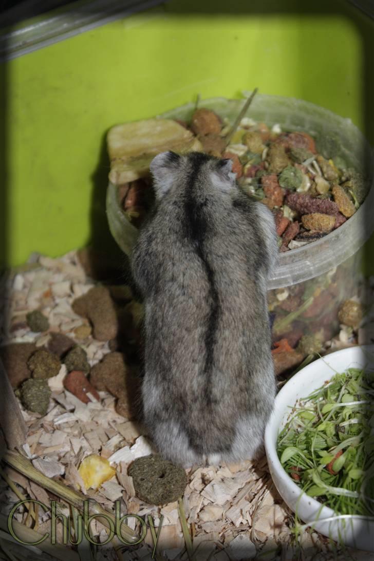 Dværghamster Chubby billede 5
